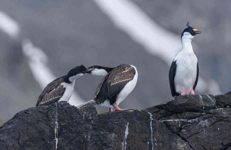 Cormoran Real -  islas Georgias del Sur 01.jpg